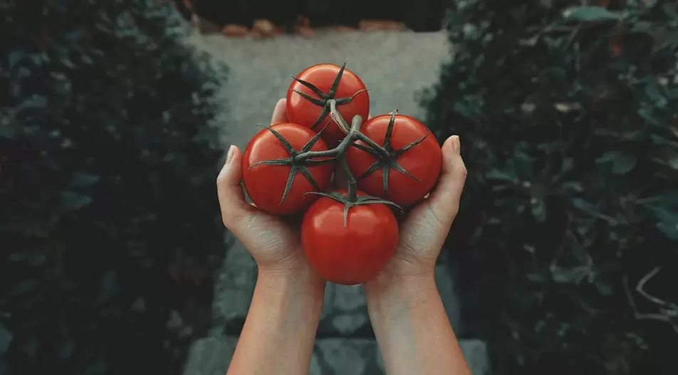 tomateak potentziarako